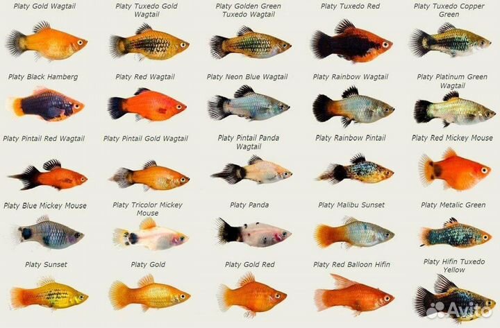 Аквариумные рыбки