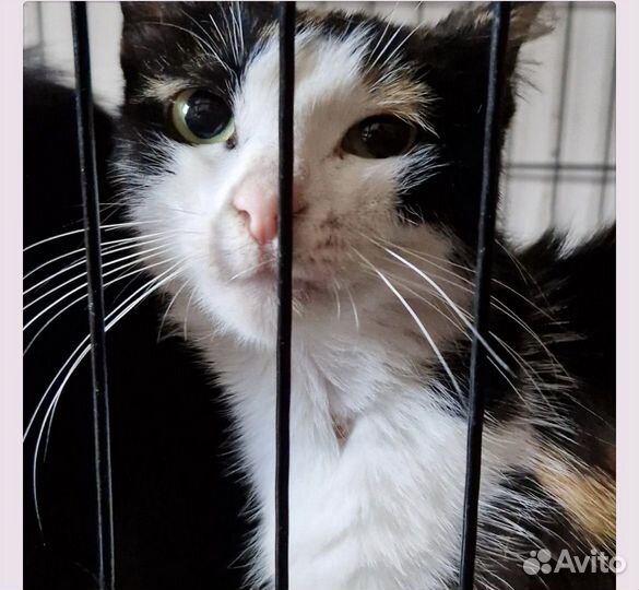 Трехцветная ласковая кошечка ищет дом