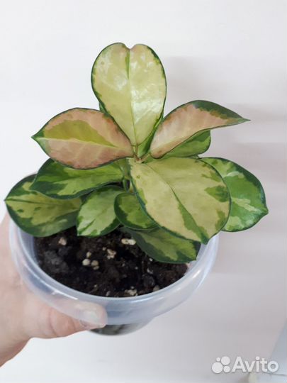 Хойя аустралис Лиза