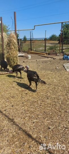 Индюки живым весом