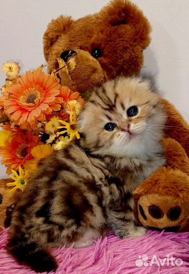 Шотландская девочка