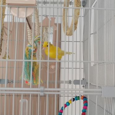 Конарейка самец