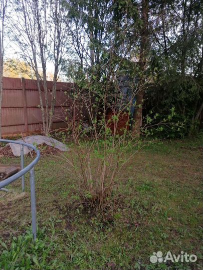 Жасмин Кустарник