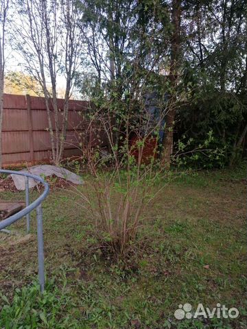 Жасмин Кустарник