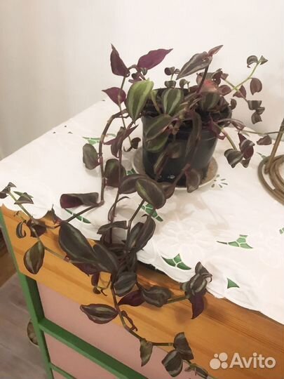 Традесканция