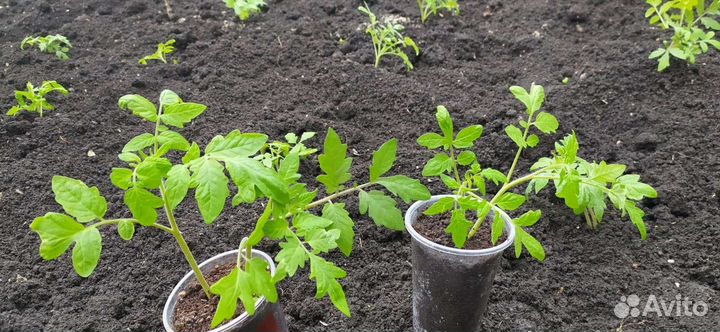 Помидор рассада