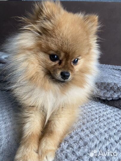 Вязка шпиц мини