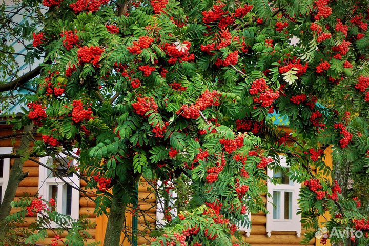 Рябина обыкновенная