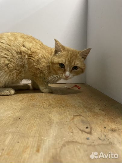 Рыжий кот