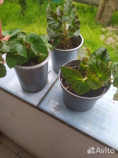 Бегония ампельная