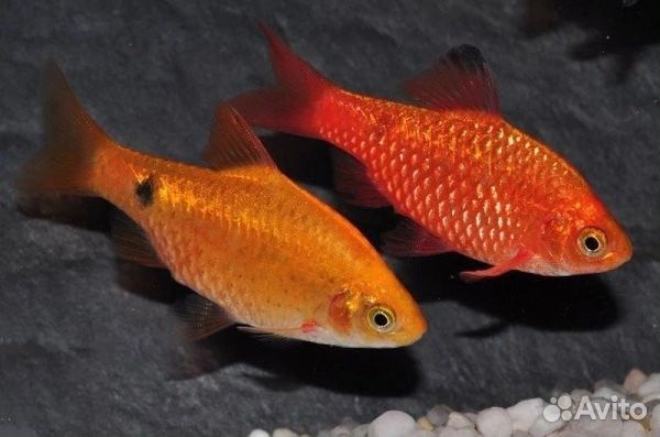 Аквариумные рыбки оптом