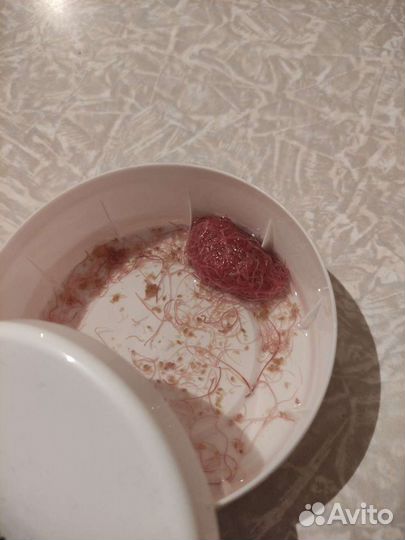 Культура трубочника разводимого(Израильский- Изя)