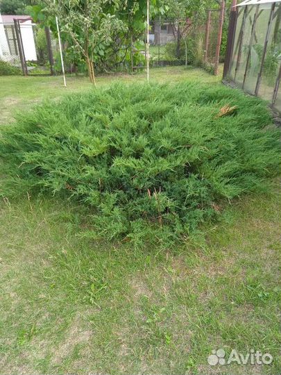 Можжевельник