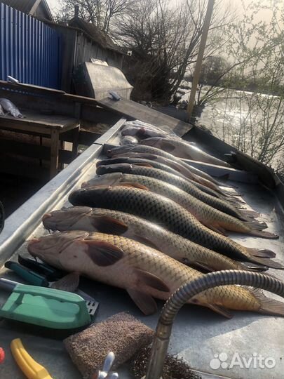 Рыбалка в Мумре