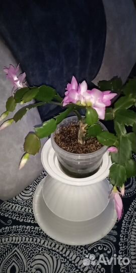 Шлюмбергера (декабрист,зигокактус)