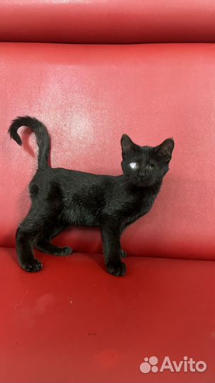 Особенный котик