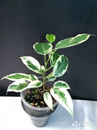 Сортовые фикусы