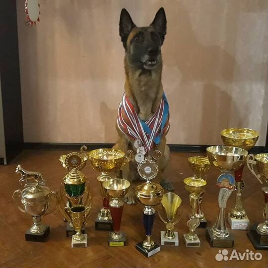 Профессиональная дрессировка собак