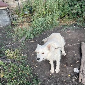 Собака в добрые руки отдам бесплатно