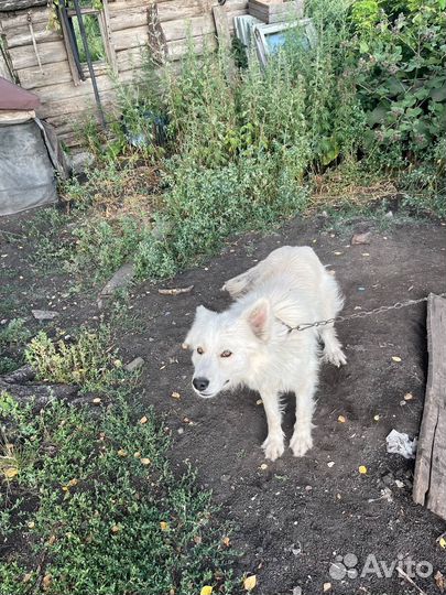 Собака в добрые руки отдам бесплатно