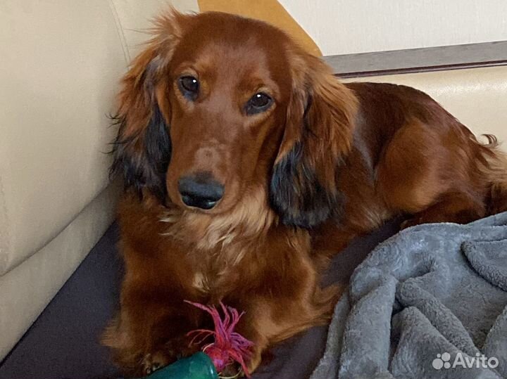 Стандартная длинношерстная такса. Вязка