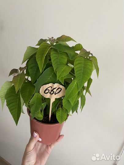 Пуантессия Рождественская звезда