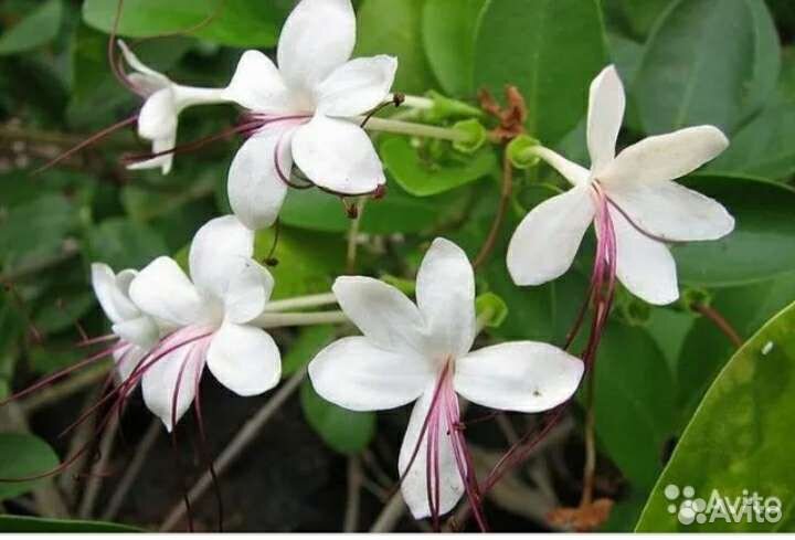 Клеродендрум вариегатный