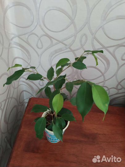 Фикус бенджамина