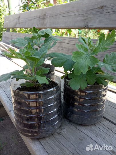 Хризантема