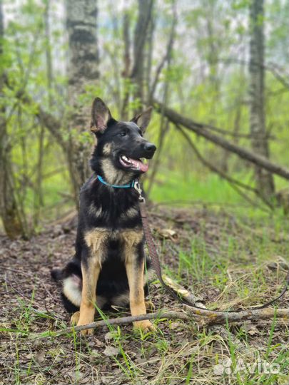 Подрощенные девочки но