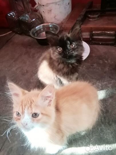 Котята в добрые руки