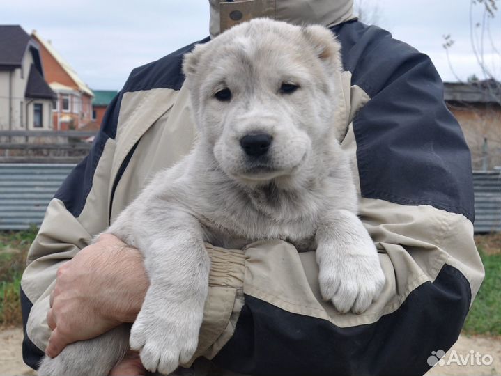 Щенки алабая с родословной