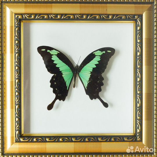 Рамка с бабочкой