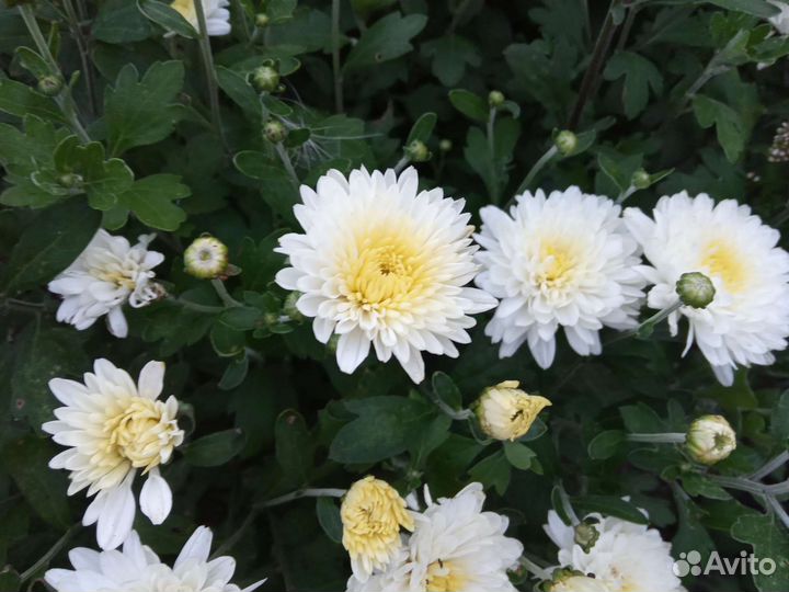 Хризантема