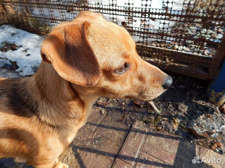 Щенок маленькой собачки девочка в добрые руки