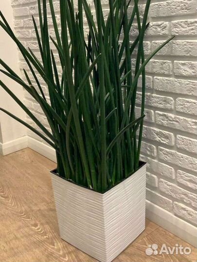 Сансевиерия цилиндрика