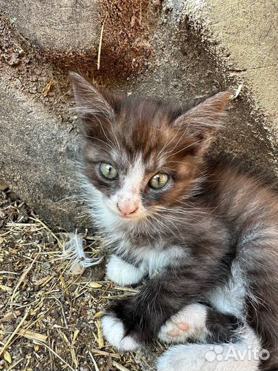 Котята