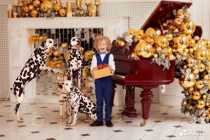 Далматины/далматинец для фотосессий/фотосессия