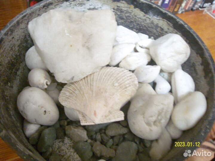 Морские ракушки раковины