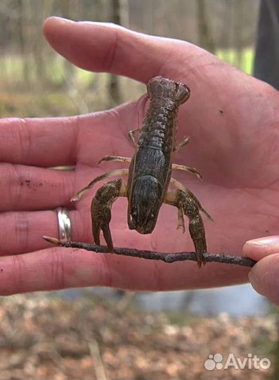 Раки мелкие