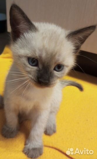 Тайские котята