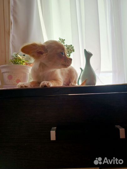 Продаю Чихуа девочку