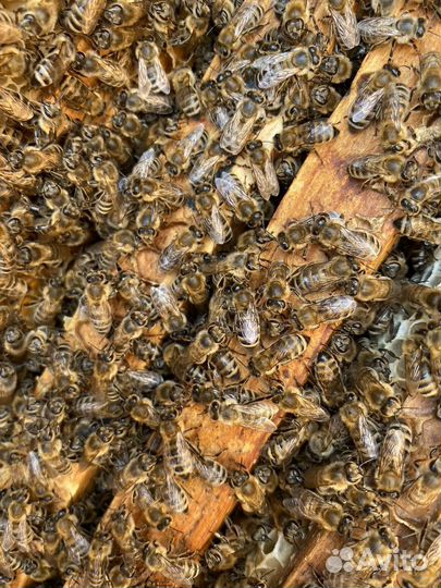 Мёд с собственой пасеки