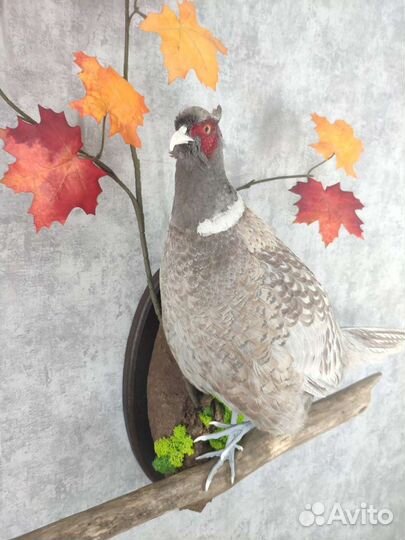 Чучело фазана