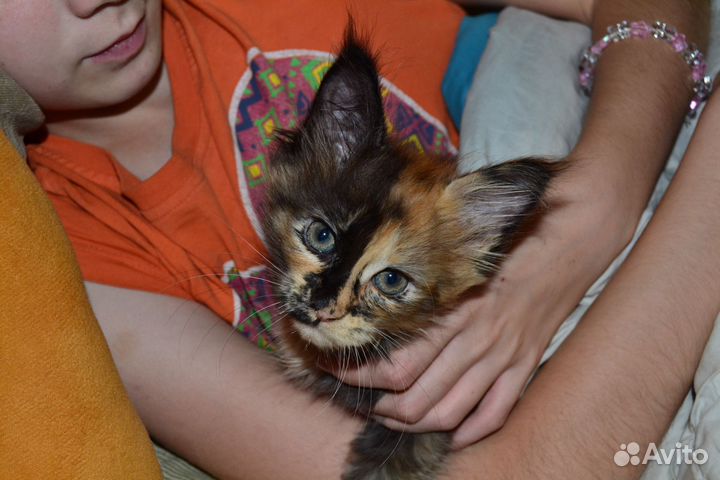 Котята мейн-кун на бронь