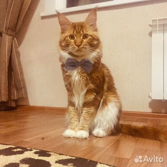 Вязка Мейкун