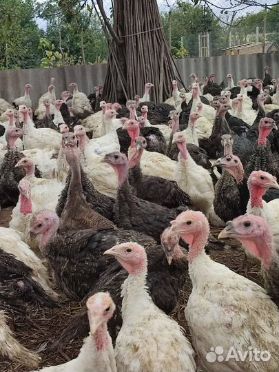 Индюки индюшата