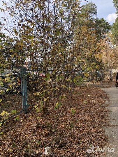 Измельчитель веток щепорез аренда