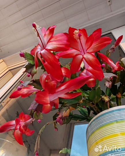 Декабрист красный