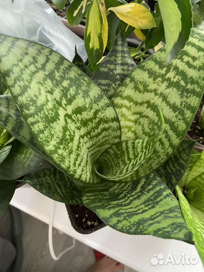 Сансевиерия Хани (щучий хвост)